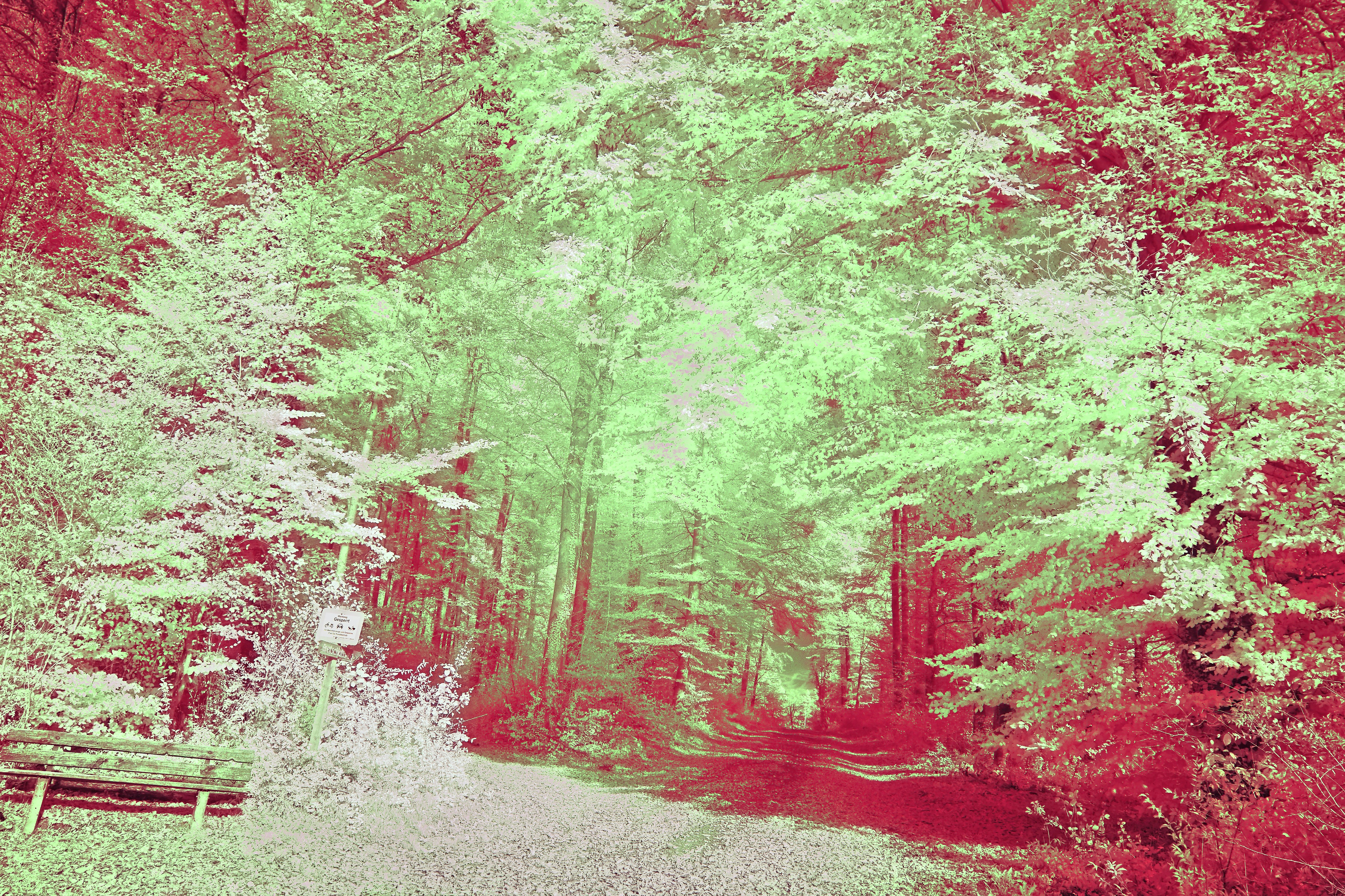 Photo by wolfgang_hasselmann