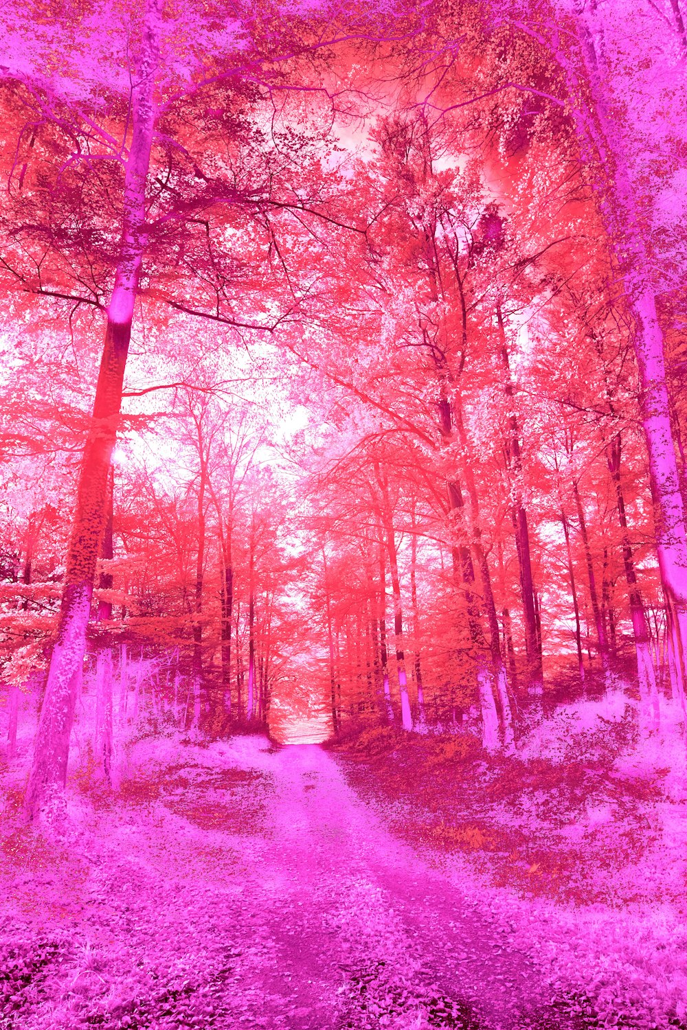a infrared image of a path in the woods