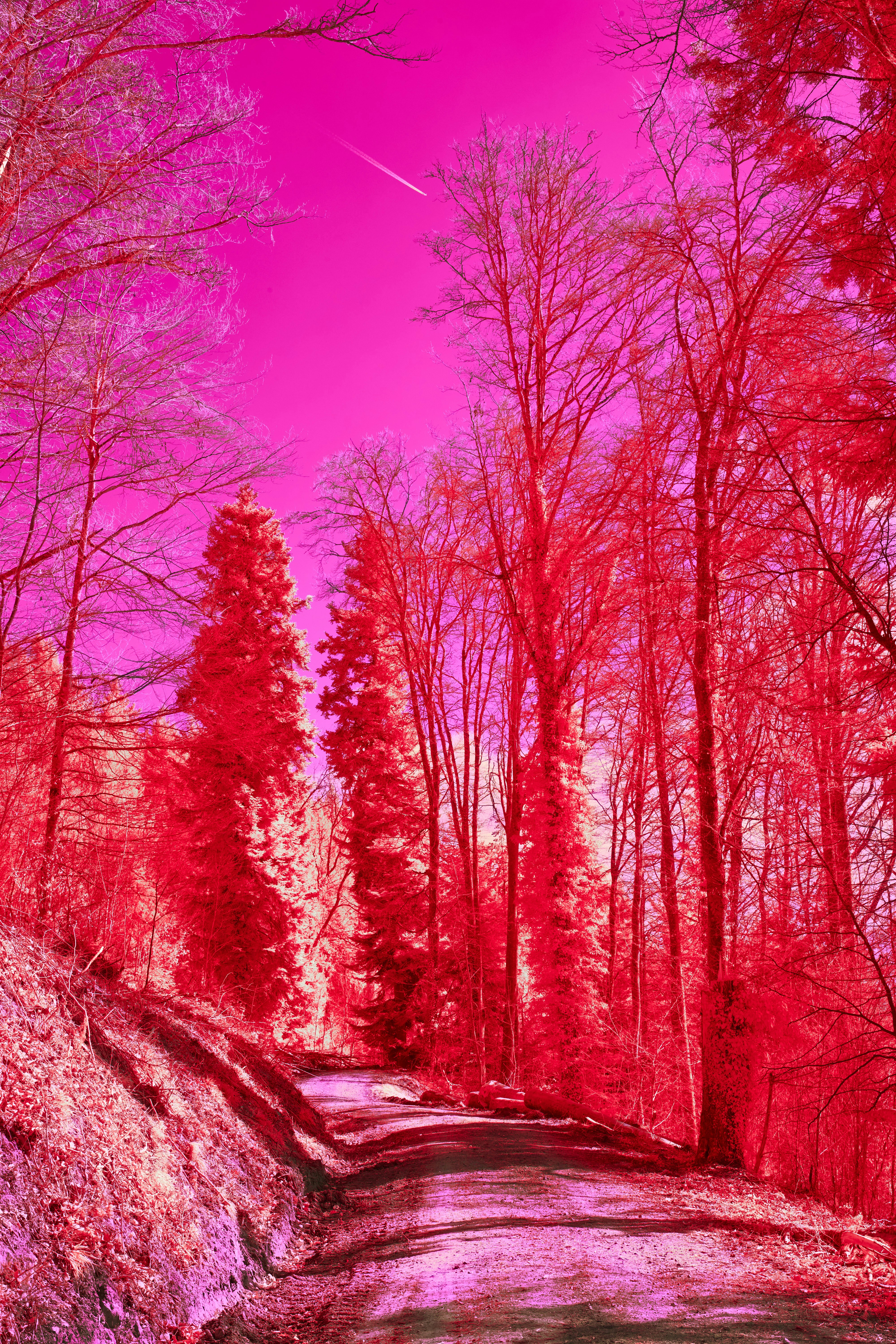 Photo by wolfgang_hasselmann