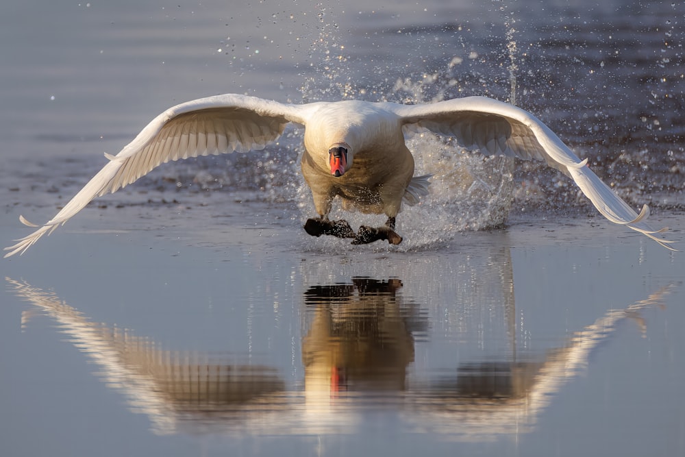 a white swan landing on a body of water