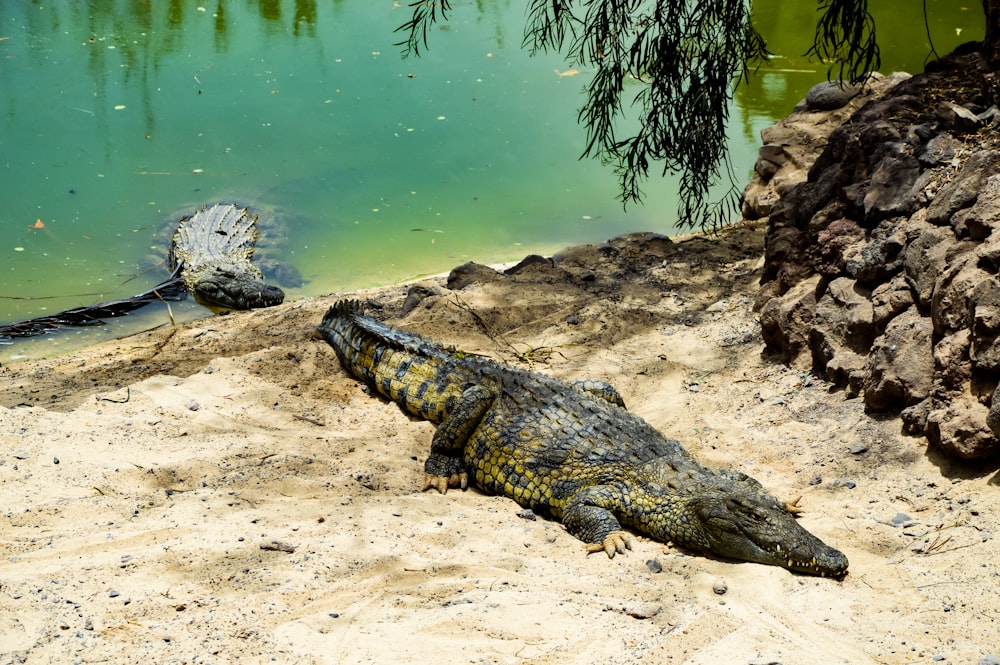 a large alligator laying on the ground next to a body of water