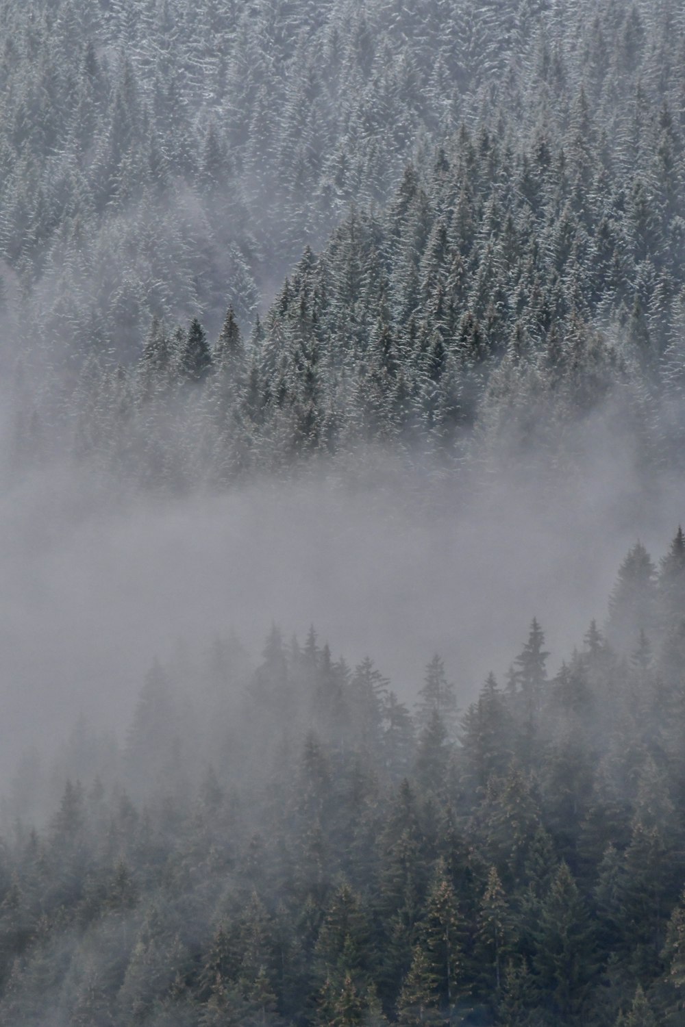 a forest covered in fog and trees covered in snow