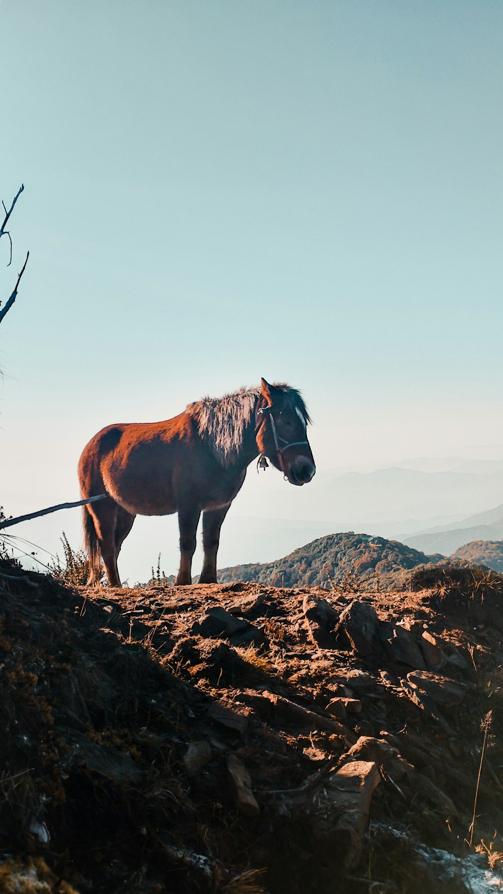 a brown horse standing on top of a rocky hillside