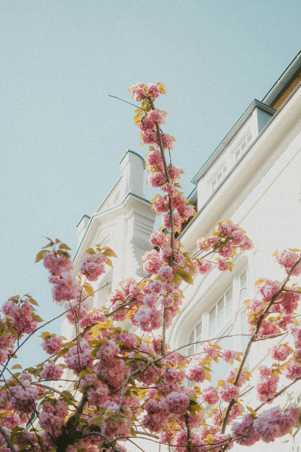 a tree with pink flowers in front of a white building