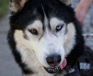 A close-up of a Siberian Husky dog with heterochromia, displaying one blue eye and one brown eye. The dog has a mix of black and white fur and is panting with its tongue slightly out. The background is blurred, with a hint of a person holding the dog.