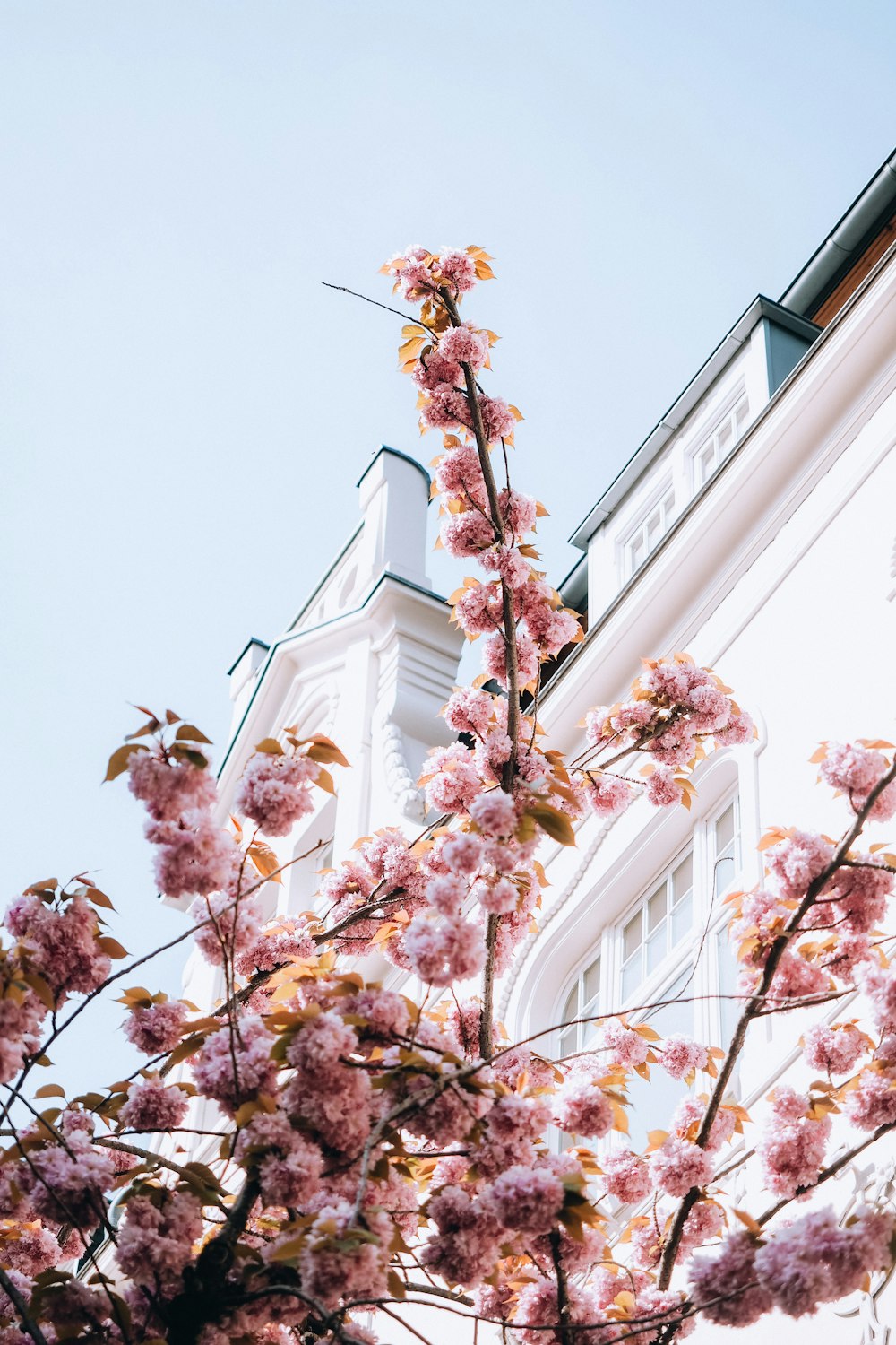 a tree with pink flowers in front of a building