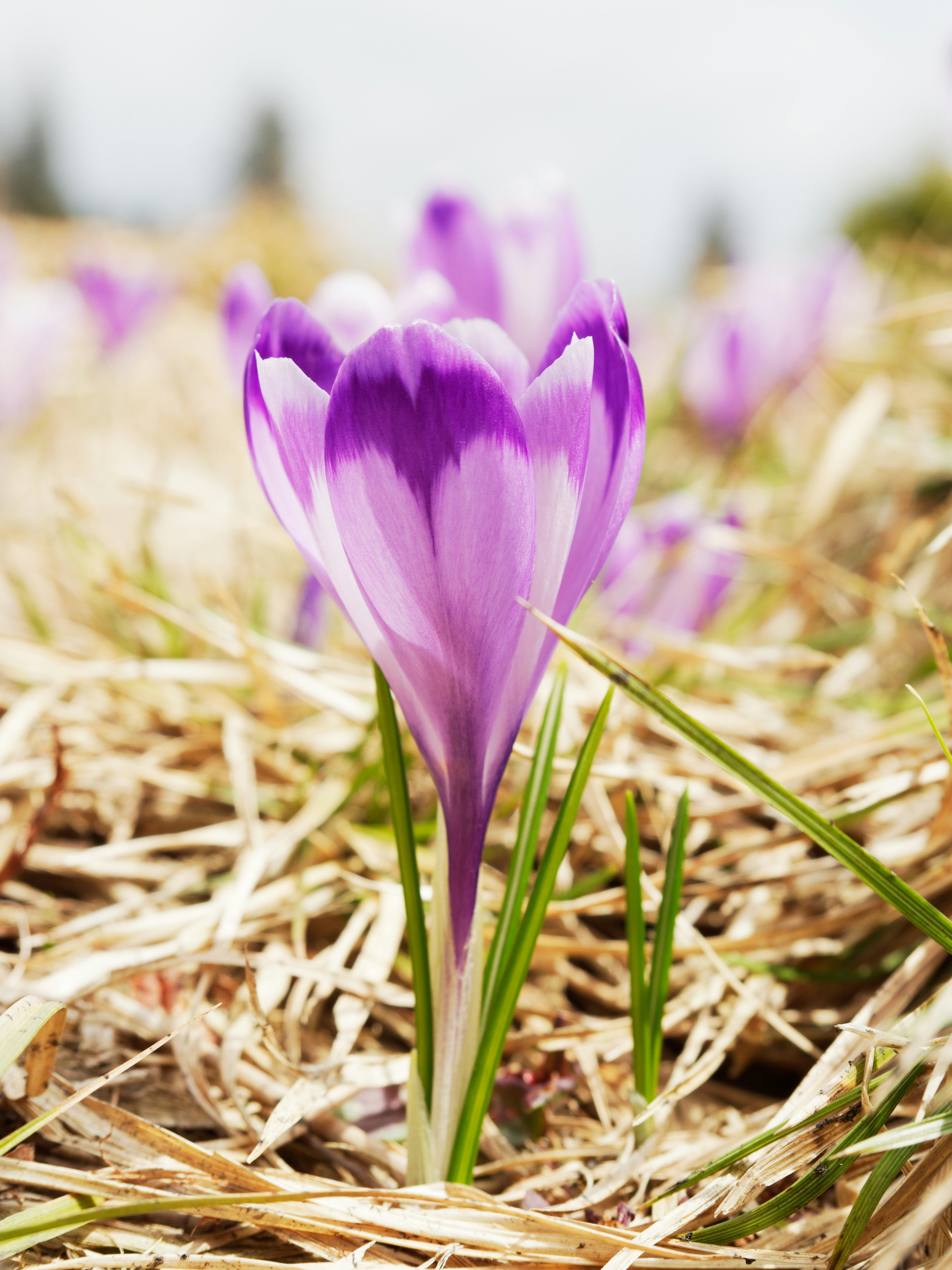 Photo by illes_cristi