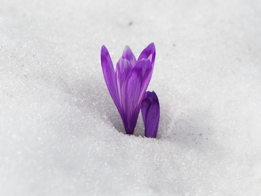 a single purple flower sitting in the snow