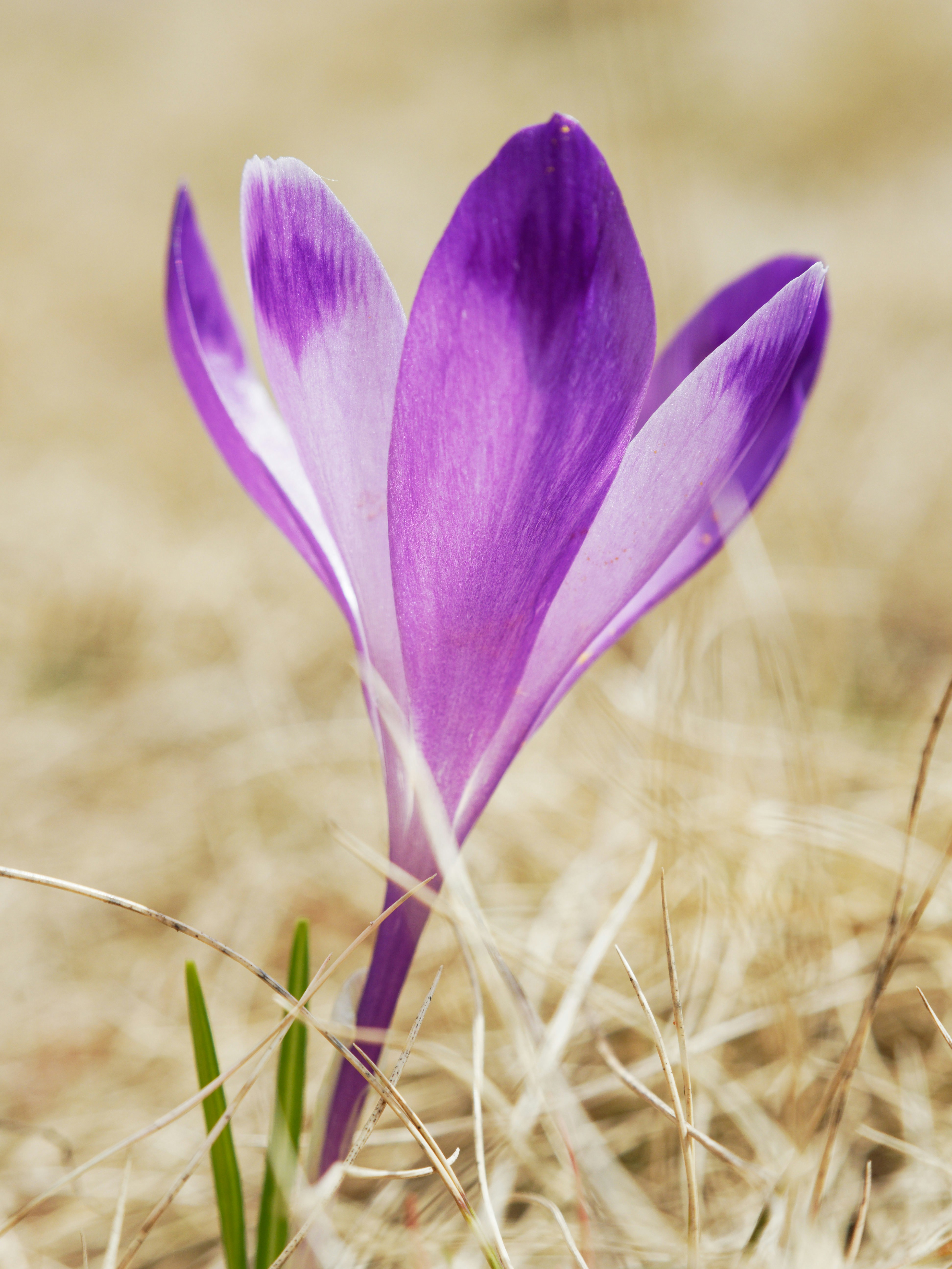 Photo by illes_cristi