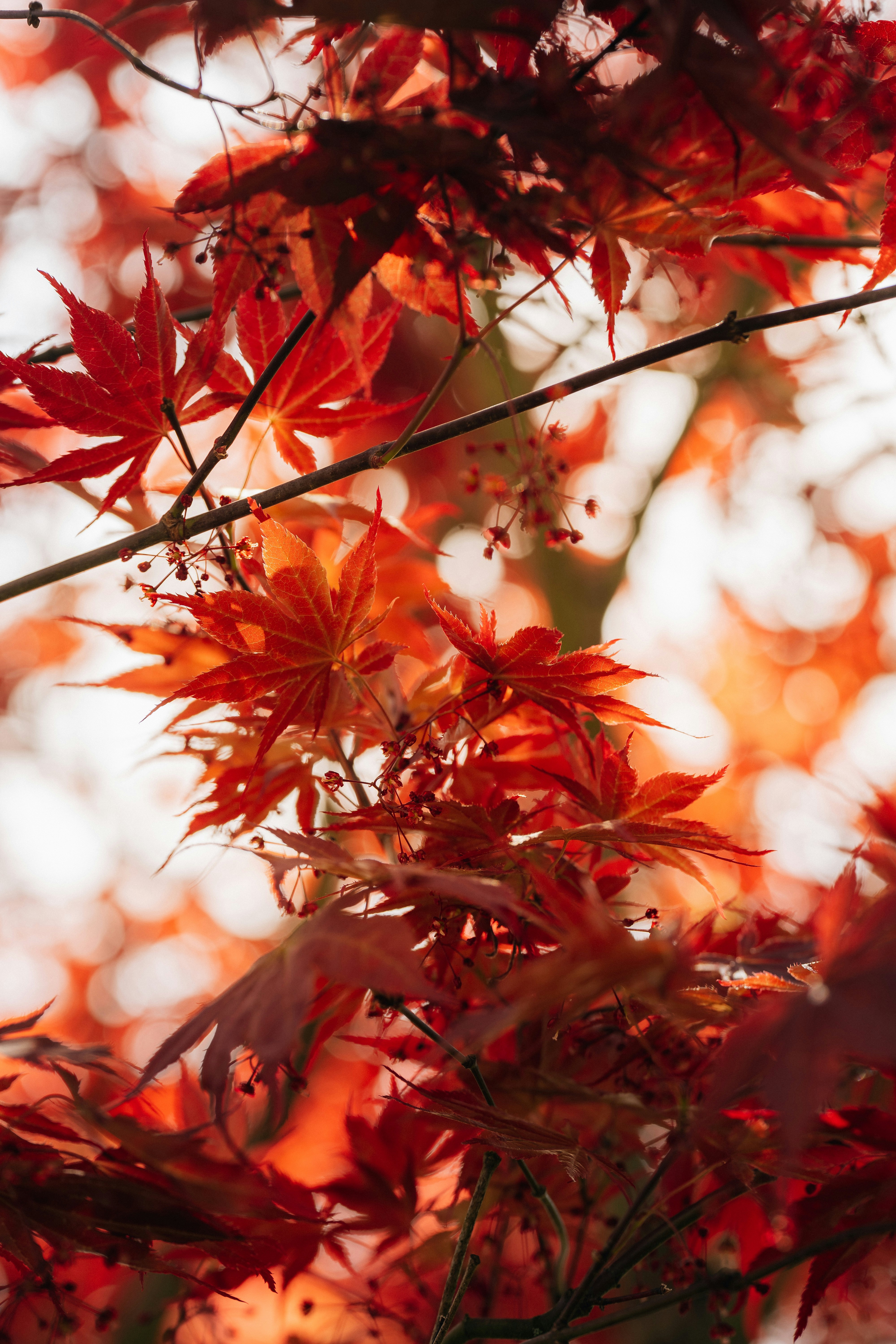 un árbol con muchas hojas rojas