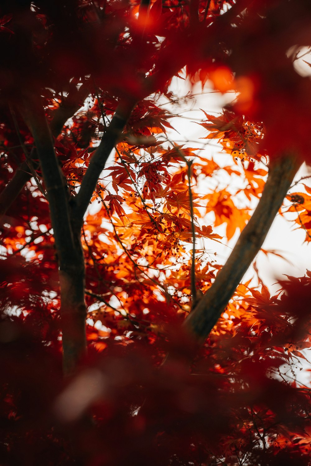 a tree with red leaves is shown through the branches