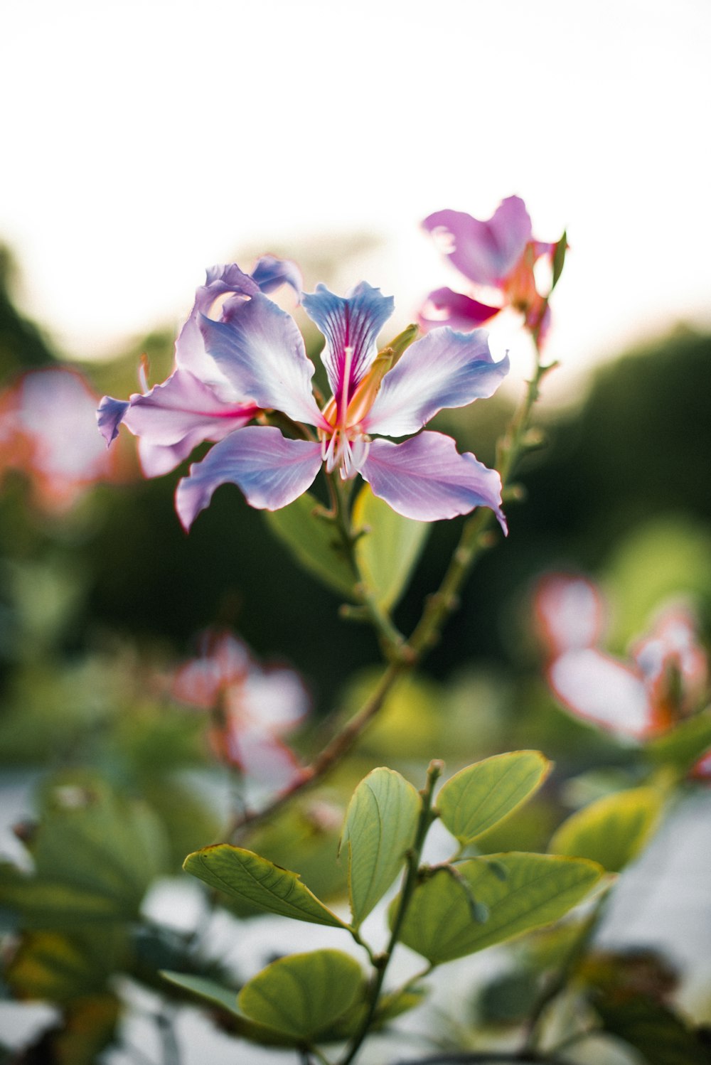 a close up of a purple flower with green leaves