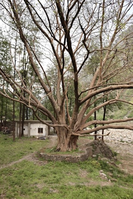 A large, sprawling tree with numerous branches reaches outwards against a backdrop of green foliage and a rocky landscape. A small white building is visible near the base of the tree, partially surrounded by stones and grass. The scene conveys a sense of natural beauty and tranquility.