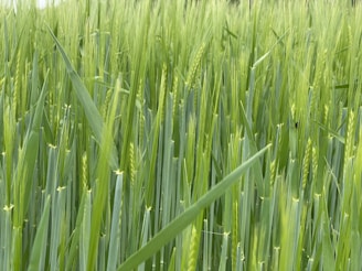 Tall, lush green grass with long, narrow leaves and emerging seed heads. The scene gives an impression of a dense, thriving field during the growth phase.
