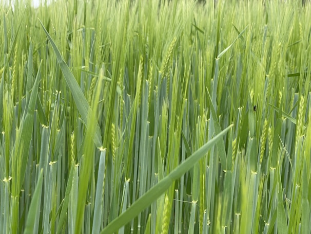 Tall, lush green grass with long, narrow leaves and emerging seed heads. The scene gives an impression of a dense, thriving field during the growth phase.