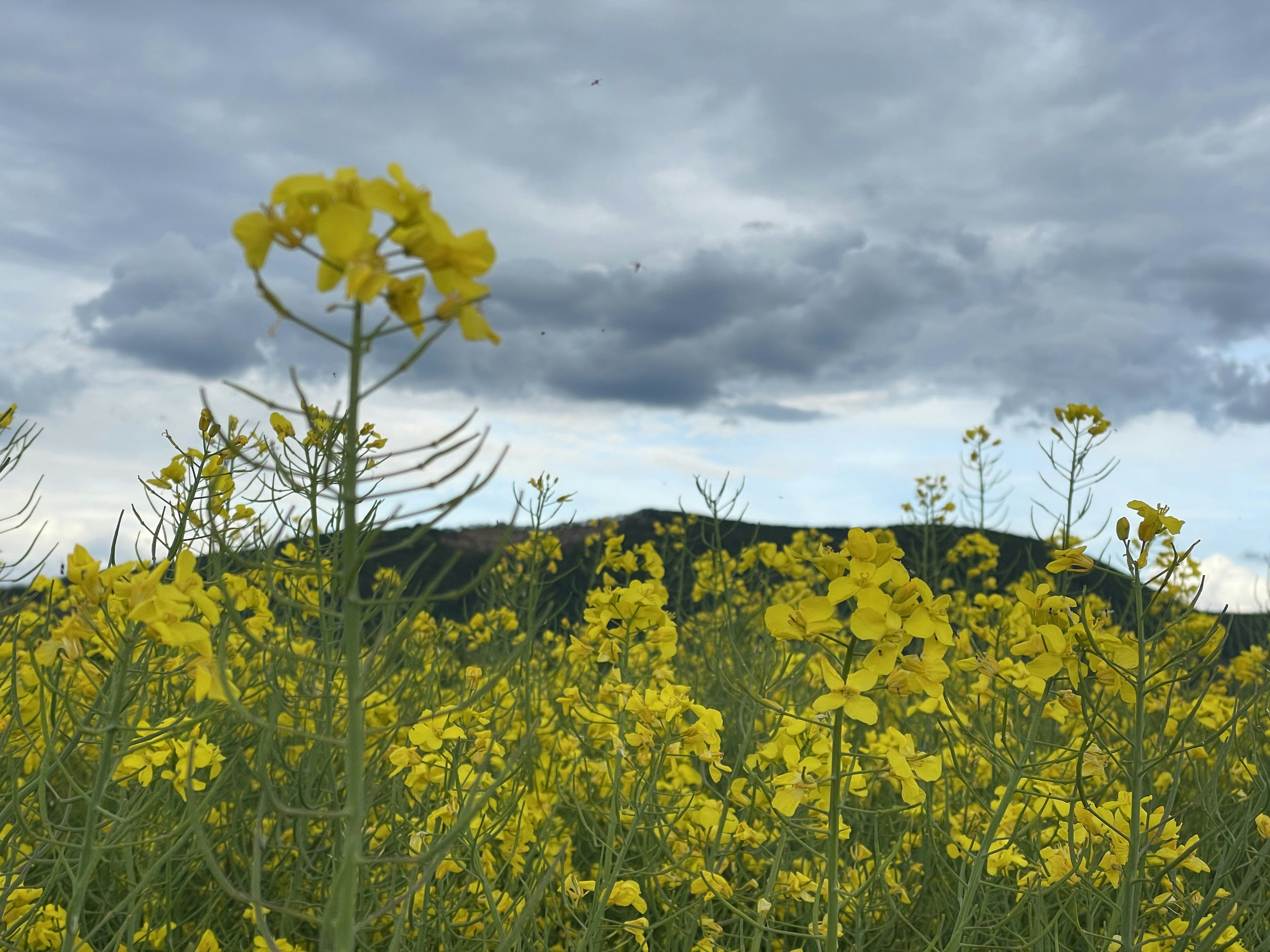 Photo by hdbernd