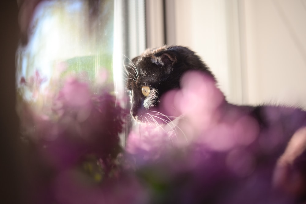 a black cat is looking out of a window