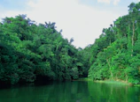 Lush green riverbanks of the Bentota River winding through tropical foliage.