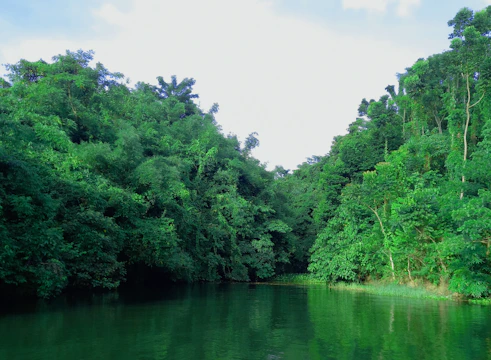 Lush riverside vegetation being restored with native plants along a tropical riverbank.