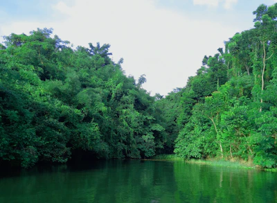 Lush green riverbanks of the Bentota River winding through tropical foliage.