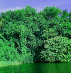 A thriving green landscape symbolizing sustainable environmental care.