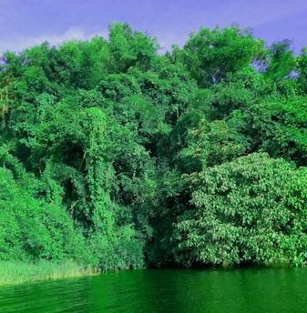 A thriving green landscape symbolizing sustainable environmental care.