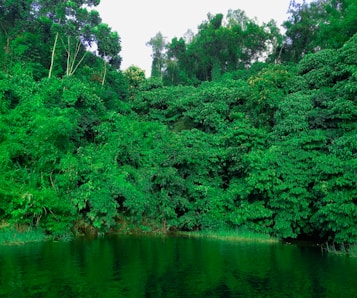 Dense, vibrant green foliage covers a forest landscape, with thick trees surrounding a tranquil body of water reflecting the lush greenery. The scene feels untouched, natural, and deeply immersive, creating a serene wilderness atmosphere.