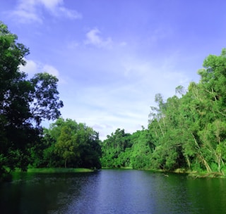 A serene landscape showcasing a clean waterway surrounded by vibrant vegetation.