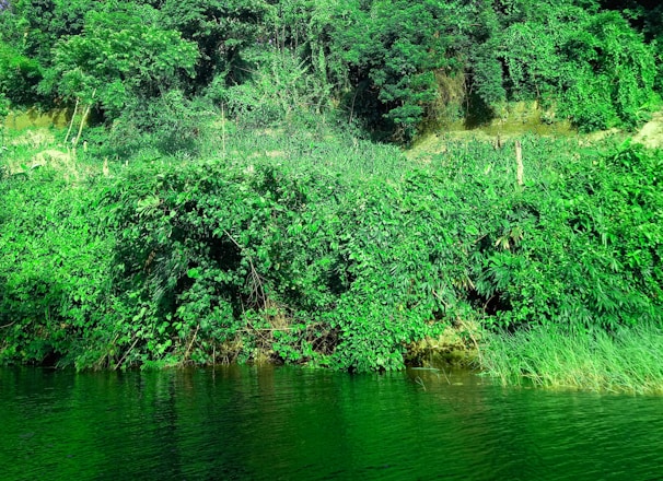 Dense green foliage and trees cover the landscape, with a body of water at the bottom reflecting the greenery. The vegetation appears lush and vibrant, indicating a healthy ecosystem.