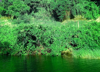 Dense green foliage and trees cover the landscape, with a body of water at the bottom reflecting the greenery. The vegetation appears lush and vibrant, indicating a healthy ecosystem.