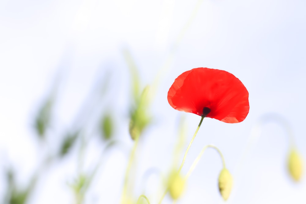 a red flower is in the middle of a field