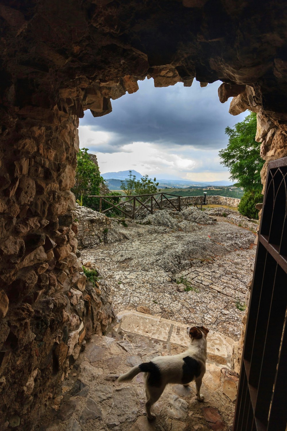 Un perro mirando desde un túnel de piedra