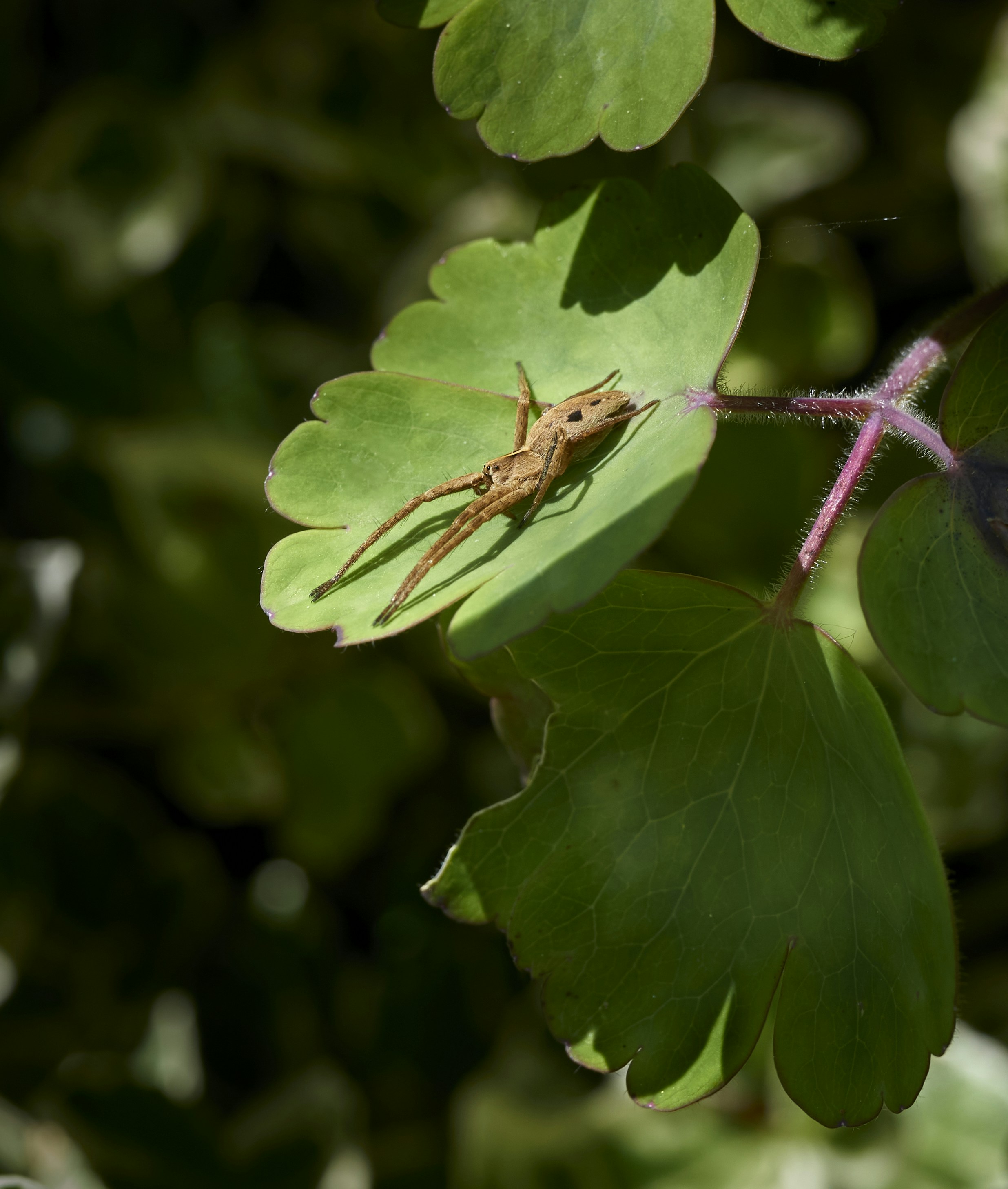 a bug is sitting on a green leaf