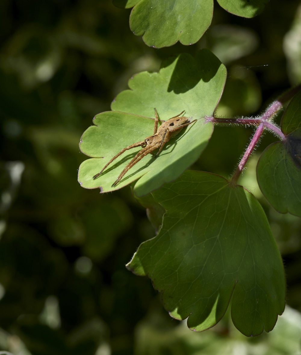 a bug is sitting on a green leaf