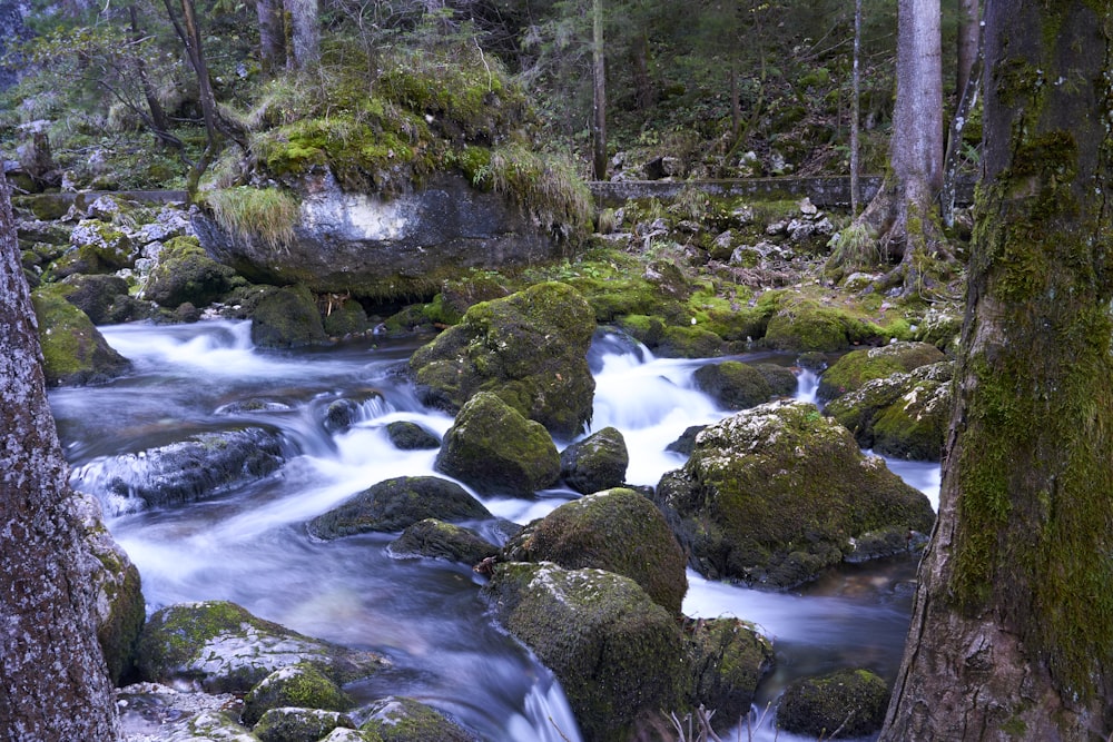 a river running through a lush green forest