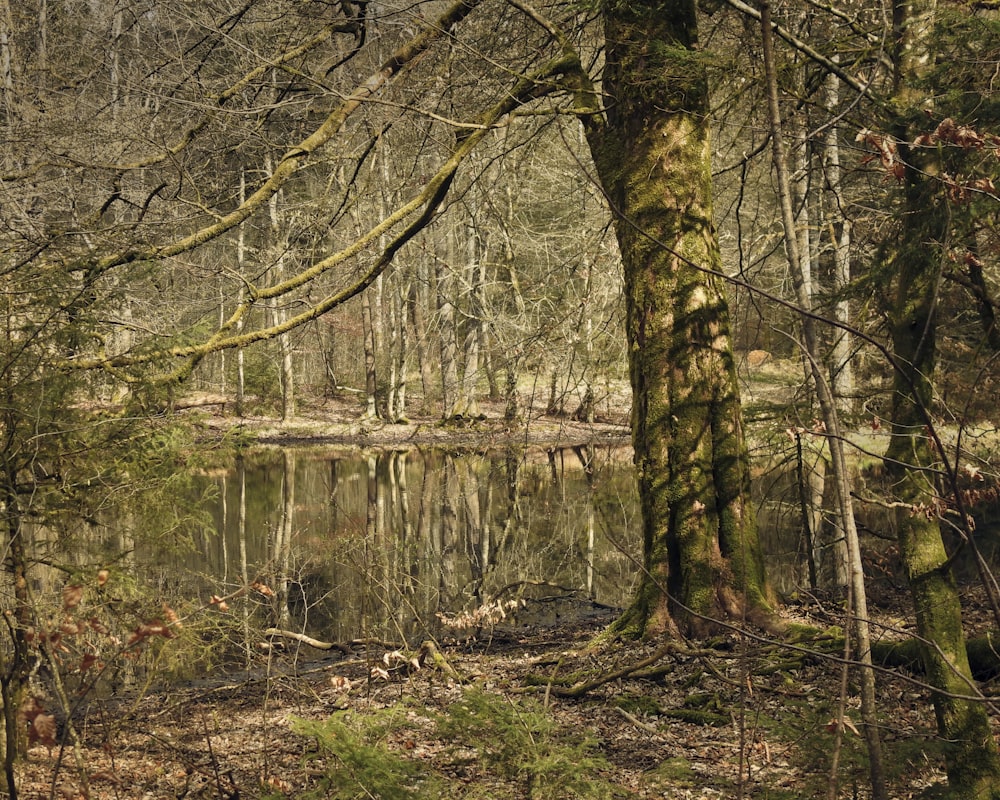 a pond in the middle of a wooded area