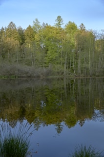 A tranquil lake reflecting the surrounding nature.