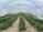 Inside a large greenhouse tunnel with rows of green plants growing in brown straw-covered soil. The structure is covered with a transparent plastic material, allowing light to penetrate. The plants appear well-organized and maintained.