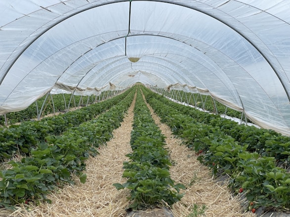 Inside a large greenhouse tunnel with rows of green plants growing in brown straw-covered soil. The structure is covered with a transparent plastic material, allowing light to penetrate. The plants appear well-organized and maintained.