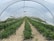 Inside a large greenhouse tunnel with rows of green plants growing in brown straw-covered soil. The structure is covered with a transparent plastic material, allowing light to penetrate. The plants appear well-organized and maintained.