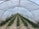 An elongated tunnel greenhouse structure with a transparent cover, housing multiple rows of lush green plants. The plants are neatly aligned and interspersed with straw mulch, suggesting an organized agricultural setup. The view is from the interior of the tunnel, looking down the rows toward the end of the greenhouse.