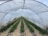 An elongated tunnel greenhouse structure with a transparent cover, housing multiple rows of lush green plants. The plants are neatly aligned and interspersed with straw mulch, suggesting an organized agricultural setup. The view is from the interior of the tunnel, looking down the rows toward the end of the greenhouse.