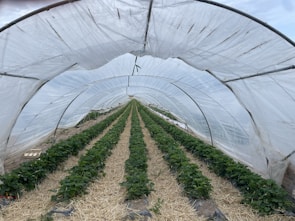 An elongated tunnel greenhouse structure with a transparent cover, housing multiple rows of lush green plants. The plants are neatly aligned and interspersed with straw mulch, suggesting an organized agricultural setup. The view is from the interior of the tunnel, looking down the rows toward the end of the greenhouse.