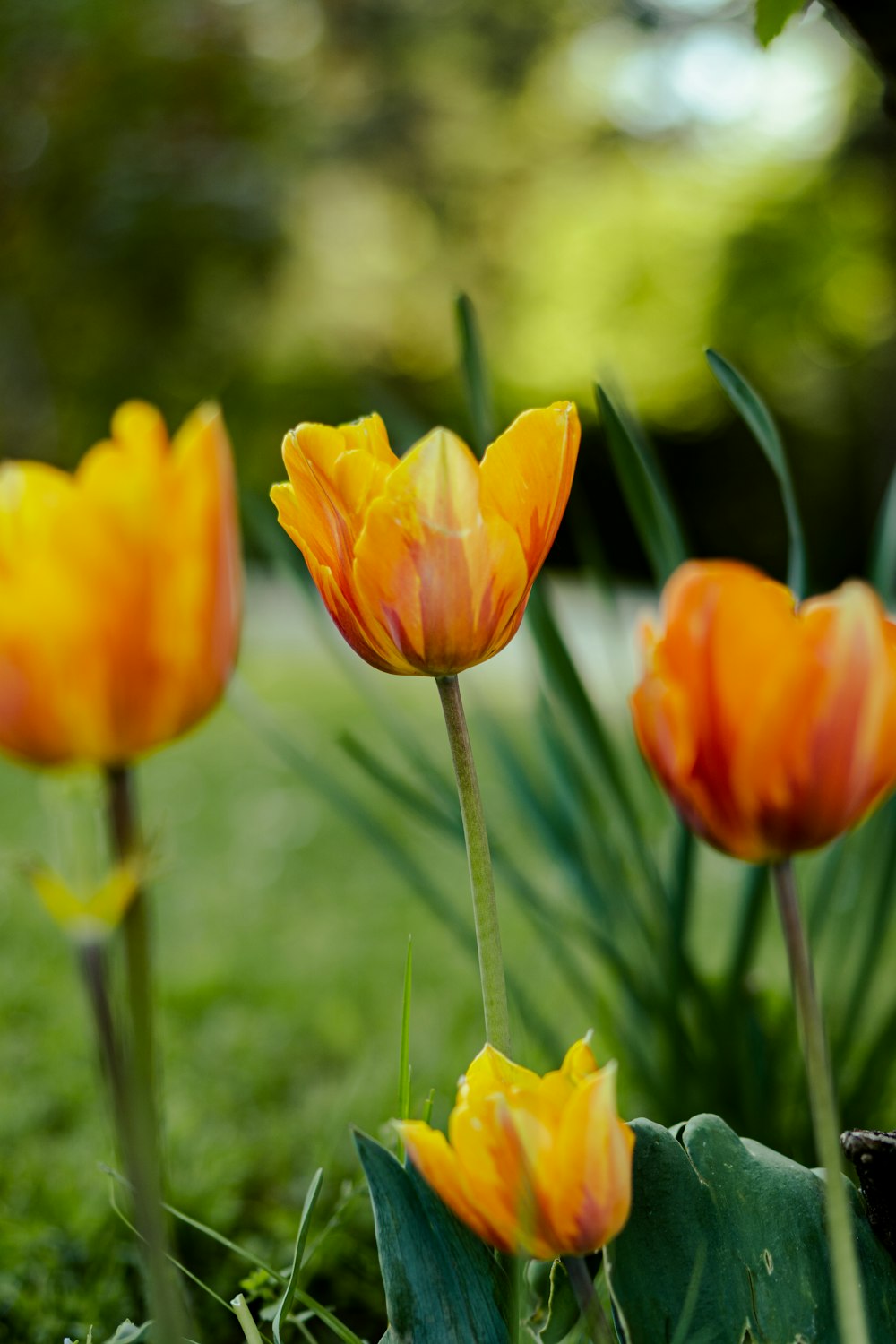 a group of orange and yellow flowers in the grass