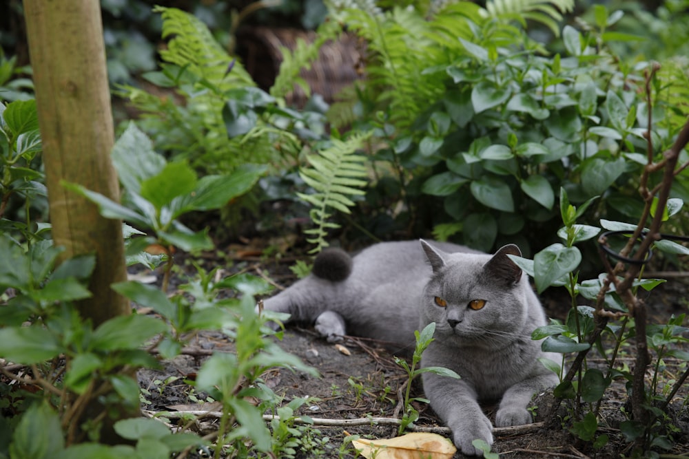 a gray cat laying on the ground in the woods