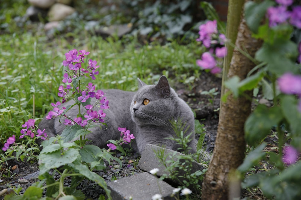 a gray cat laying in the grass next to a tree