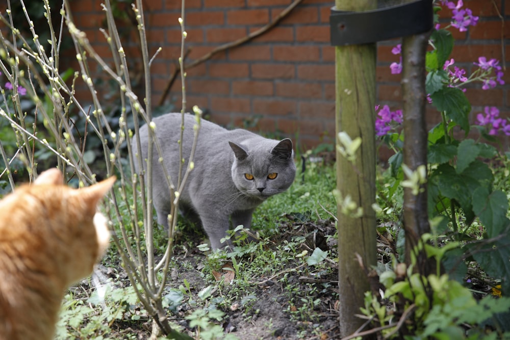 a couple of cats that are standing in the grass