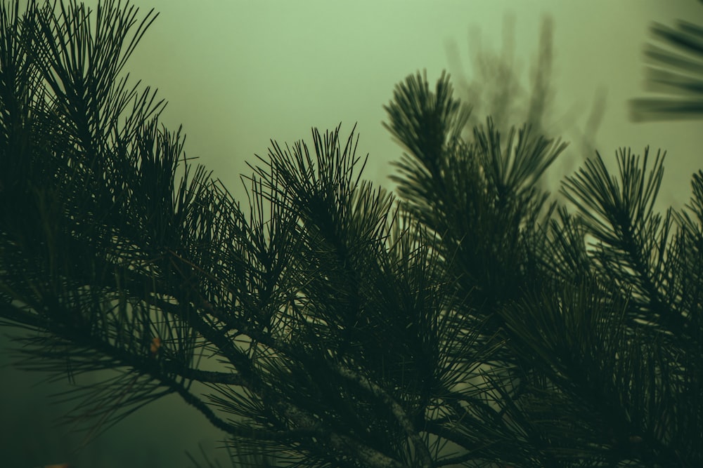 a close up of a pine tree branch