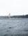 A windsurfer navigates through choppy waters under a cloudy sky. In the foreground, rain droplets create ripples on the surface of the water. The background features a silhouette of distant trees lining the shore.
