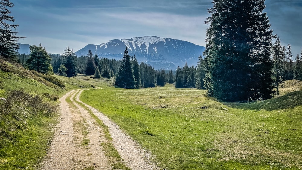 a dirt road in the middle of a grassy field